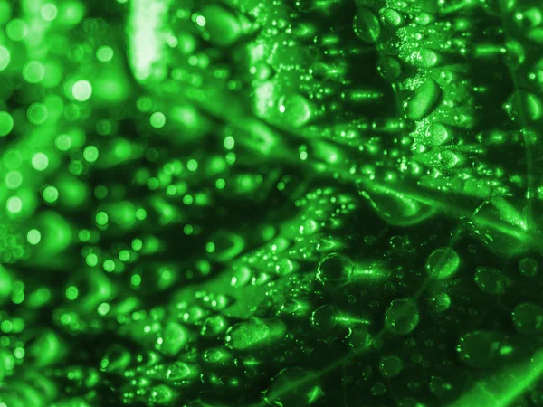 Foglia verde con gocce d'acqua. — Foto Stock