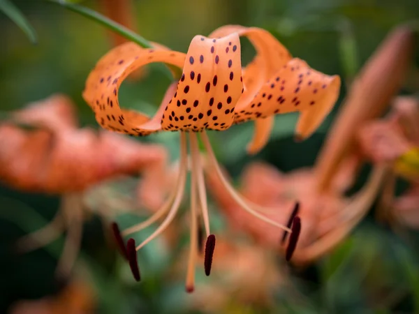 Tiger lily (Lilium lancifolium). — Stock Photo, Image