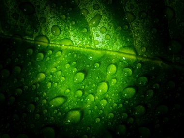 Su damlalı yeşil yaprak.