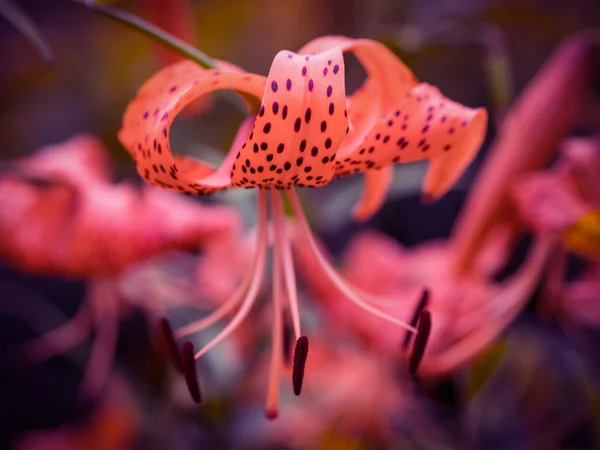 Lírio-tigre (Lilium lancifolium ). — Fotografia de Stock