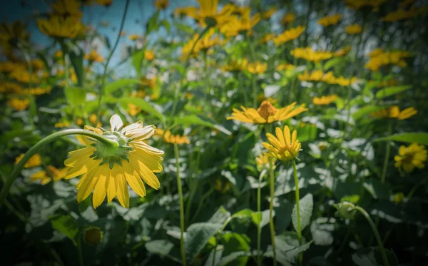 Yellow Cosmos flower. — Stock Photo, Image