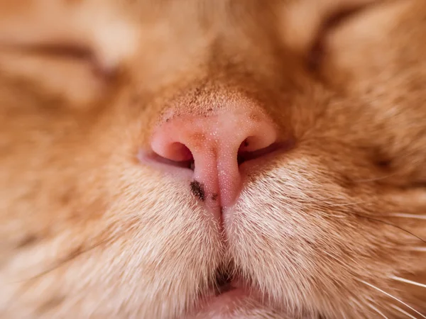 Nose of a red cat. — Stock Photo, Image