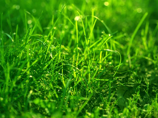 Зелена трава фону . — стокове фото
