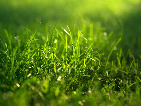 Зелена трава фону . — стокове фото