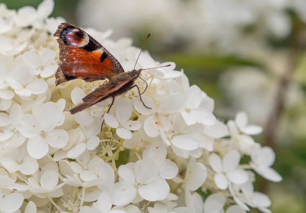 European Peacock butterfly. — Stock Photo, Image