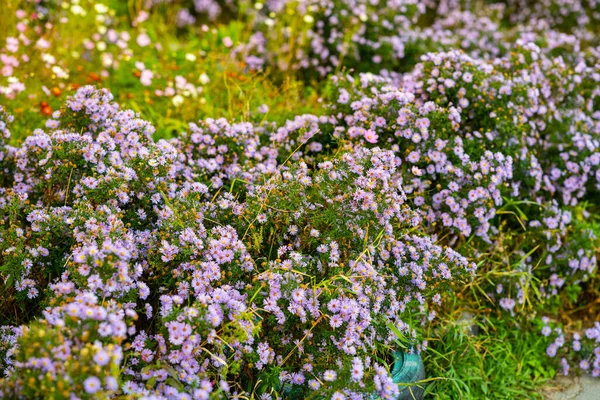 Fiori Appassiti Giardino Profondità Campo Ridotta — Foto Stock