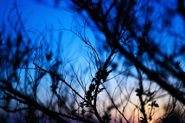夕日の空に木の枝のシルエット 自然抽象的背景 — ストック写真