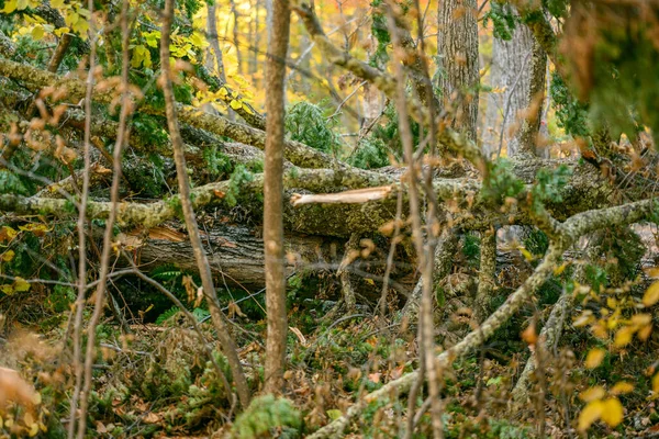 Gebroken Bomen Gebroken Takken Een Stormwind Het Herfstbos — Stockfoto