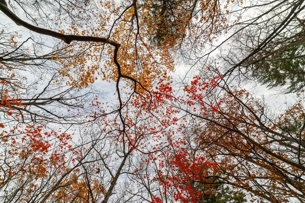 Autumn Forest Maple Leaves Sunlight Wide Angle Shot — Stock Photo, Image