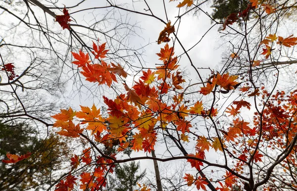 Осень Лесу Кленовые Листья Солнечном Свете Широкоугольный Выстрел — стоковое фото