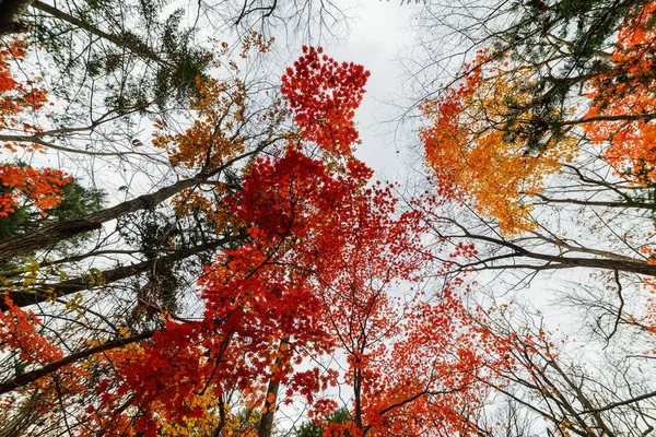 秋天在森林里 枫叶在阳光下 广角镜头 — 图库照片