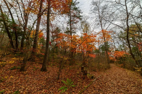 曇りの日の秋の森 — ストック写真