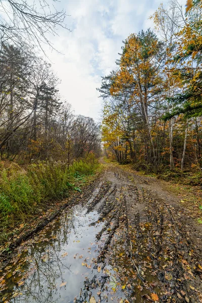 Herfst Bos Bewolkte Dag — Stockfoto