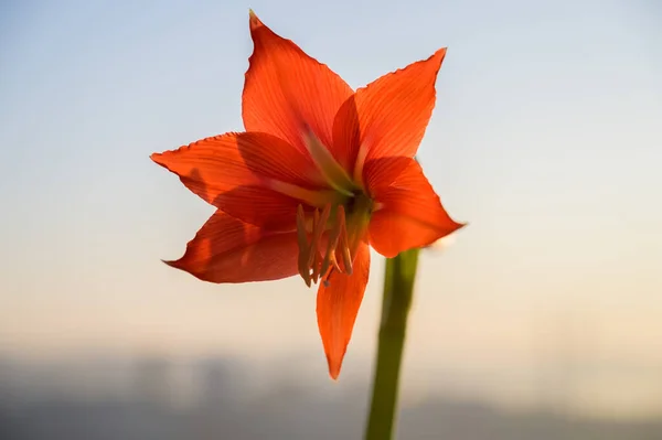 Red Lily Natural Light Selective Focus — Stock Photo, Image