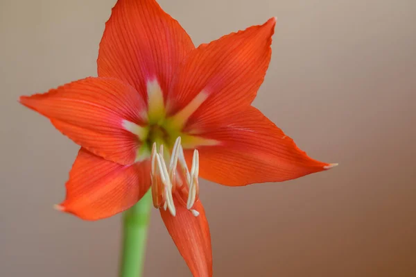 Red Lily Natural Light Selective Focus — Stock Photo, Image
