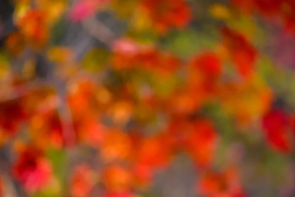 Floresta Outono Abstrato Fundo Circular Bokeh — Fotografia de Stock