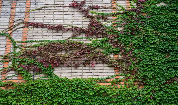 Ivy Muur Als Natuurlijke Achtergrond — Stockfoto