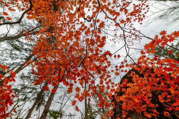 Otoño Bosque Hojas Arce Luz Del Sol Amplio Ángulo Tiro —  Fotos de Stock