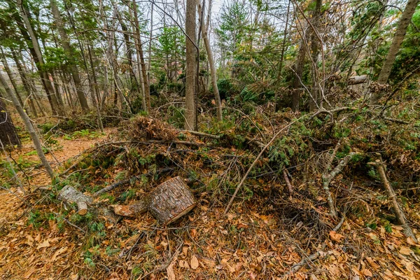 Broken trees and broken branches after a storm wind in the autumn forest.