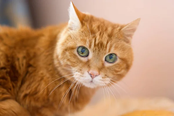 Сонная Красная Кошка Селективное Фокусирование Глазах — стоковое фото