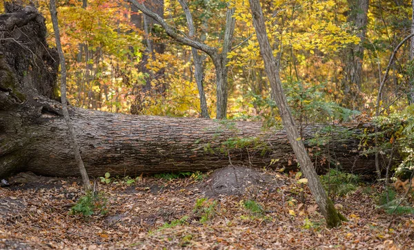 Broken trees and broken branches after a storm wind in the autumn forest.