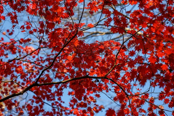 Otoño Bosque Hojas Arce Luz Del Sol —  Fotos de Stock