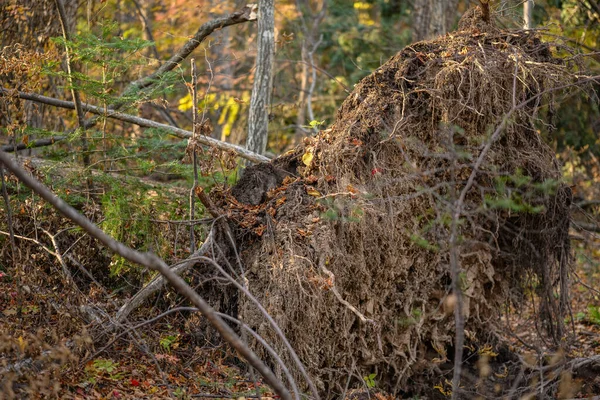 Gebrochene Bäume Und Abgebrochene Äste Nach Sturm Herbstwald — Stockfoto