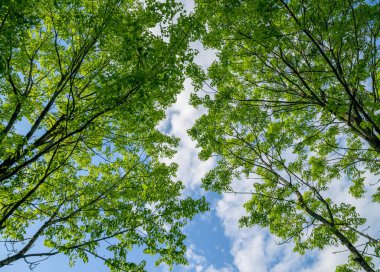 Yaz ormanında. Doğal arkaplan.