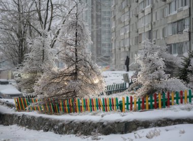 Ağaçlar buzlu yağmurdan sonra bir buz kabuğuyla kaplıdır. Doğal afet.