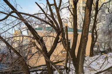 Kırık ağaç gövdesi ve dalları dondurucu yağmurdan sonra.