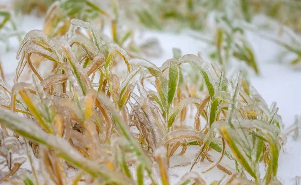 Grass Covered Crust Ice Icy Rain Natural Disaster — Stock Photo, Image