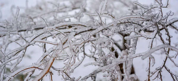 Árvores São Cobertas Com Uma Crosta Gelo Após Chuva Gelada — Fotografia de Stock