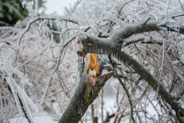 Kırık Ağaç Gövdesi Dalları Dondurucu Yağmurdan Sonra — Stok fotoğraf