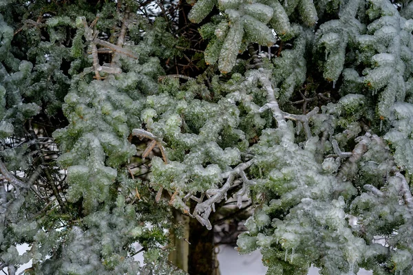 Trees Covered Crust Ice Icy Rain Natural Disaster — Stock Photo, Image