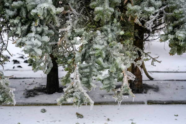 Trees Covered Crust Ice Icy Rain Natural Disaster — Stock Photo, Image