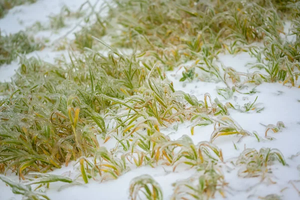 Buzlu Yağmurdan Sonra Çimenler Bir Buz Kabuğuyla Kaplıdır Doğal Afet — Stok fotoğraf