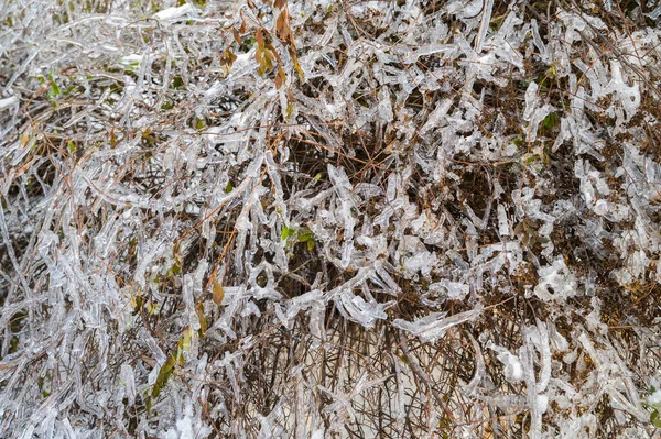 Drzewa Pokryte Skorupą Lodu Lodowatym Deszczu Katastrofa Naturalna — Zdjęcie stockowe