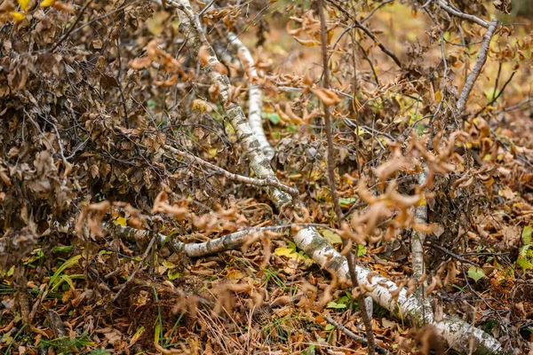 Broken trees and broken branches after a storm wind in the autumn forest.