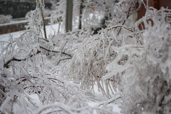 Árvores São Cobertas Com Uma Crosta Gelo Após Chuva Gelada — Fotografia de Stock