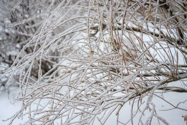 Δέντρα Καλύπτονται Μια Κρούστα Πάγου Μετά Από Παγωμένη Βροχή Φυσικές — Φωτογραφία Αρχείου