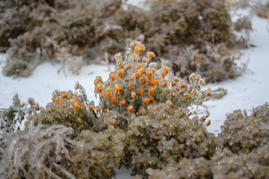 Çiçekler buzlu yağmurdan sonra bir buz kabuğuyla kaplıdır. Doğal afet.