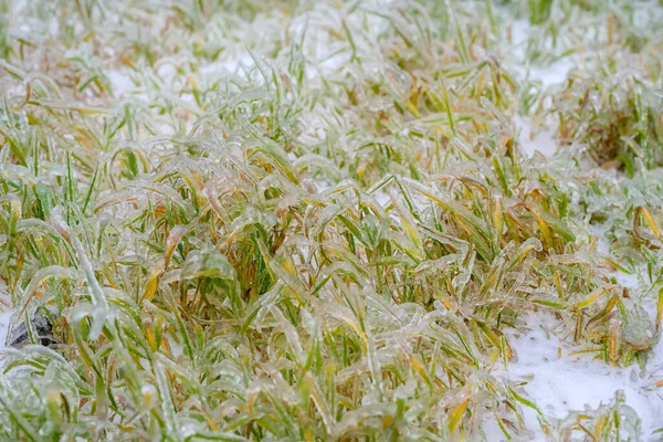 Buzlu Yağmurdan Sonra Çimenler Bir Buz Kabuğuyla Kaplıdır Doğal Afet — Stok fotoğraf