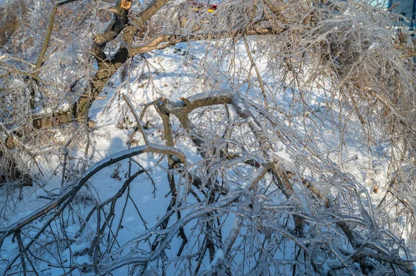 Kırık Ağaç Gövdesi Dalları Dondurucu Yağmurdan Sonra — Stok fotoğraf