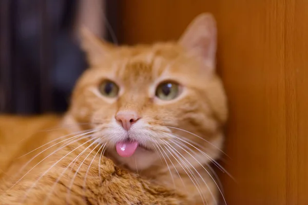 Schöne Katze Sucht Irgendwo Und Zeigt Ihre Zunge — Stockfoto
