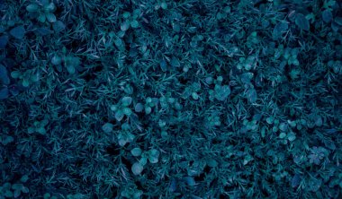 Arka plan olarak taze yapraklar. Sığ alan derinliğine sahip seçici odak.