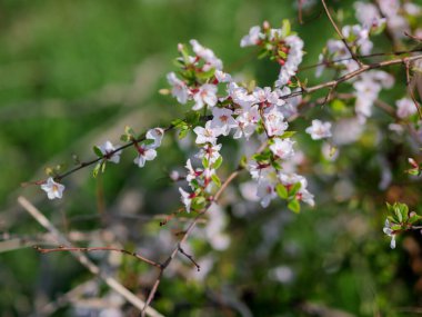Kiraz çiçekleri. Sığ alan derinliğine sahip seçici odak.