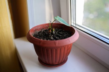 Andoryum Andraeanum yaprakları topraklı bir tencerede. Seçici odak.