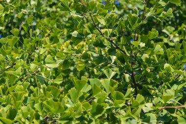 Ginkgo biloba ağacı. Seçici odak.