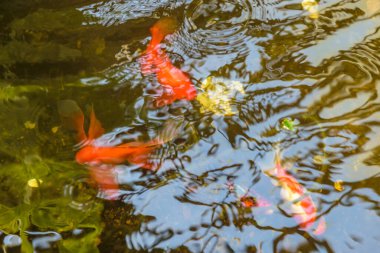 Göletteki akvaryum balıkları. Suda güçlü dalgalanma.