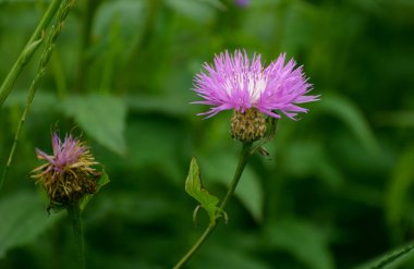 Sonbahar mevsiminde Knapweed çiçeği. Sığ alan derinliğine sahip seçici odak.